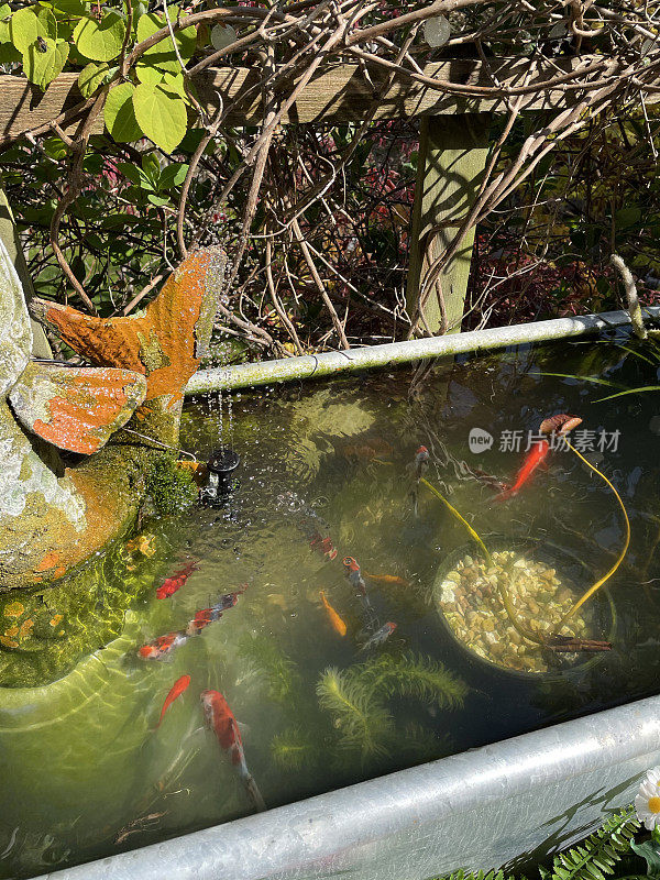 橙色，白色和黑色印花布图案的Shubunkins游泳在镀锌，锌金属槽池塘的水特征，高架视图