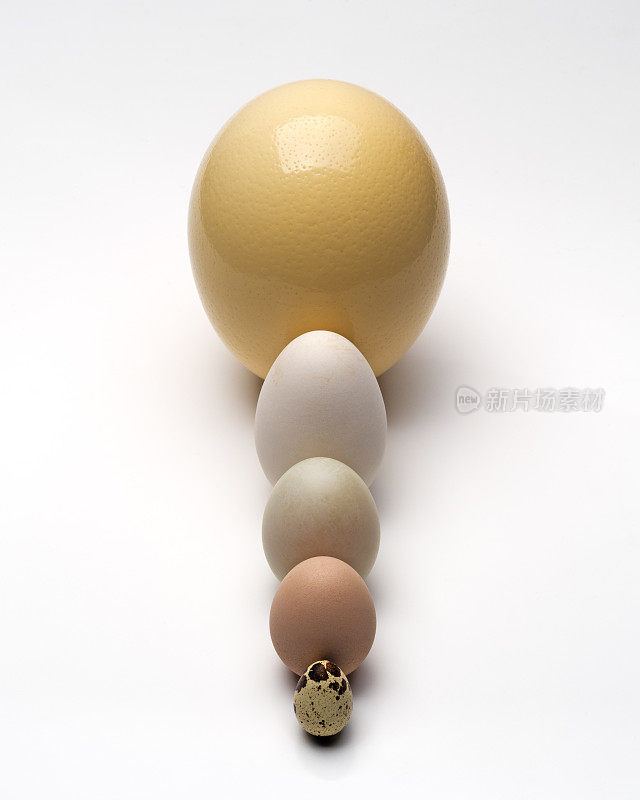 《鸡蛋的崛起》。