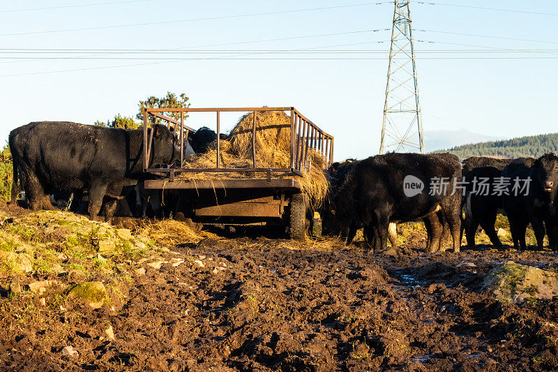 冬天的苏格兰，牛群在被严重践踏的泥泞田地里吃着拖车上的干草