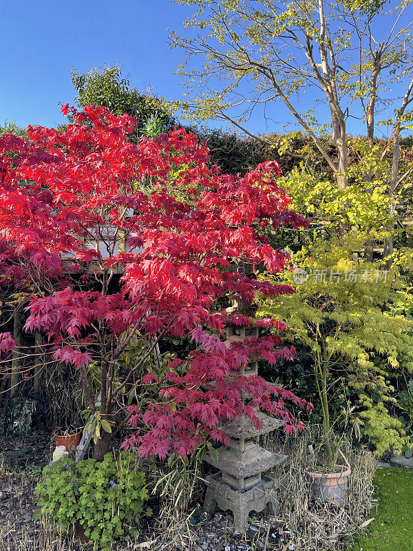 阳光透过红色的日本枫树叶子与春天的叶子，树品种棕榈槭在花园边界，蓝天