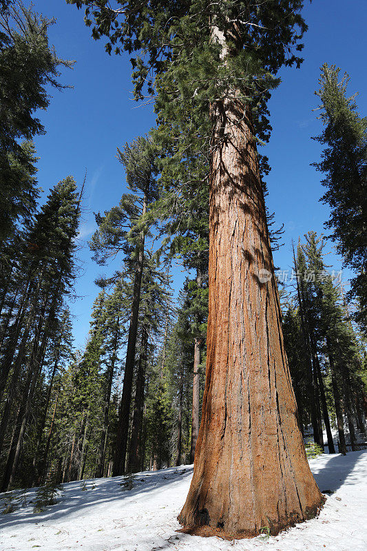 约塞米蒂的巨型红杉