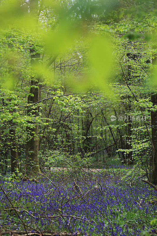 乡间的蓝铃草，艾博特森林，英国，波尔盖特