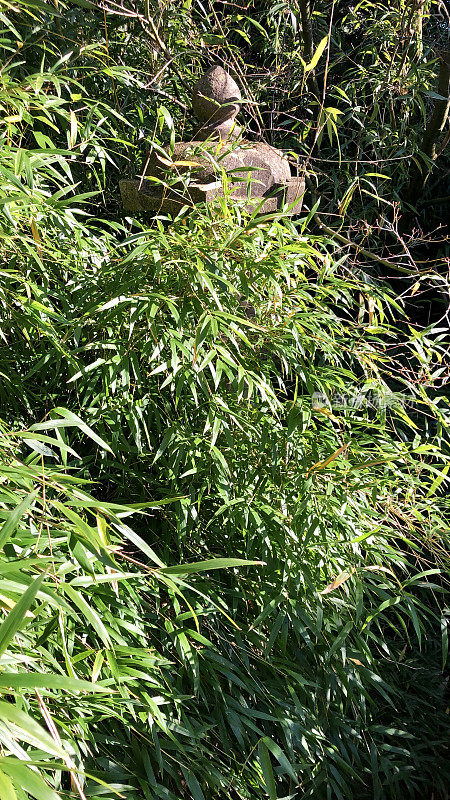 花岗风化的日本灯笼上覆盖着地衣和苔藓，长满了竹丛，凌乱的家庭花园