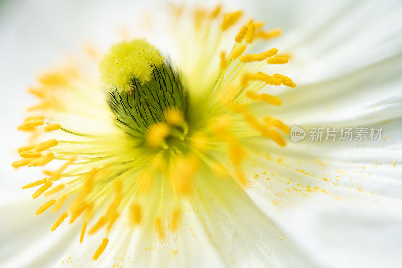白色的罂粟花