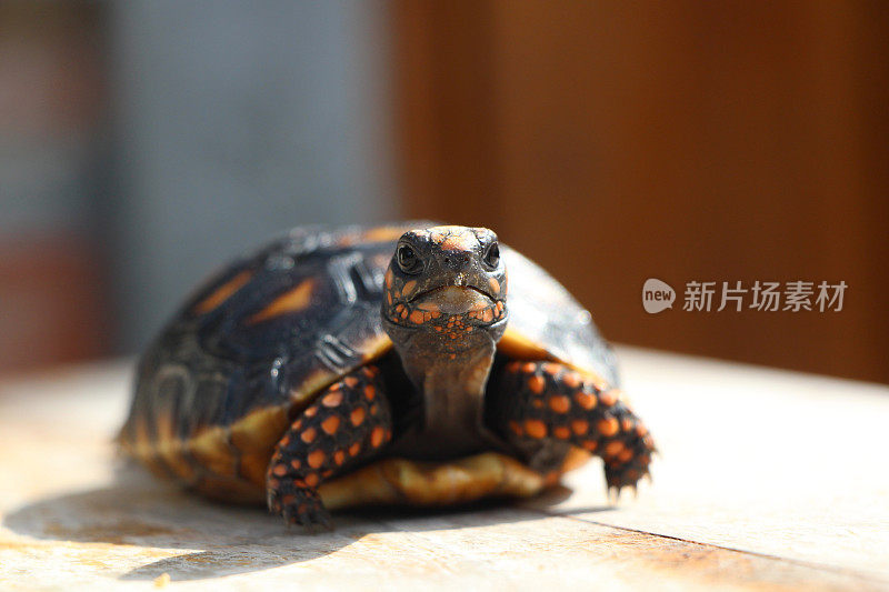 可爱的红脚龟宝宝在大自然中，红脚龟(石炭龟)