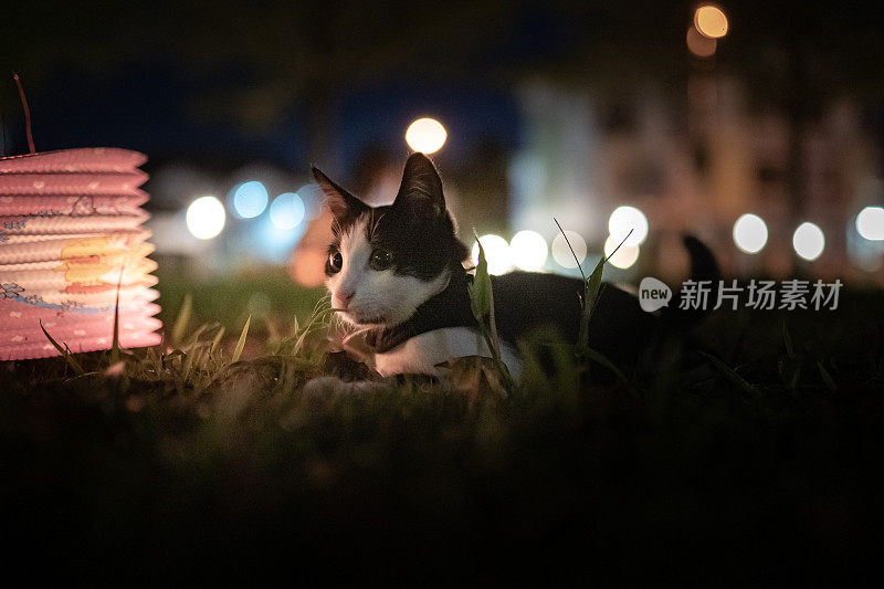 中秋节期间，黑白相间的家猫躺在灯笼旁看向远方。