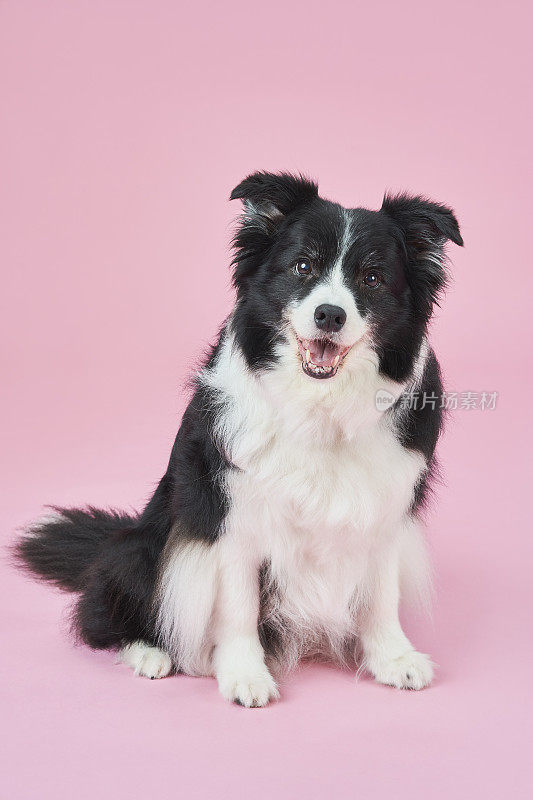 边境牧羊犬肖像在粉红色的背景