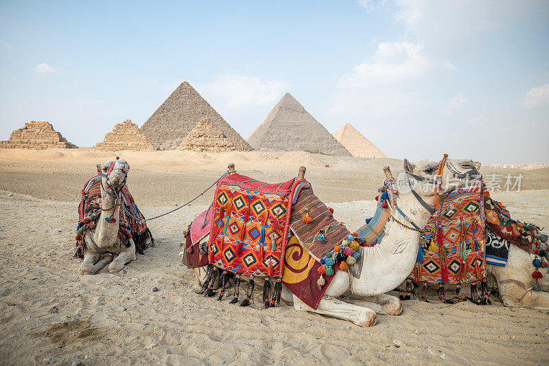 骆驼躺在吉萨金字塔前