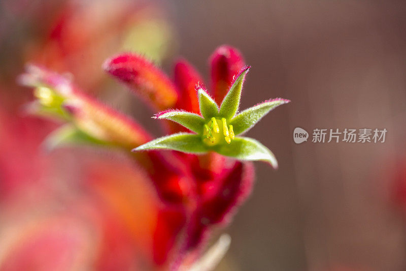 袋鼠爪花，宏，背景与复制空间