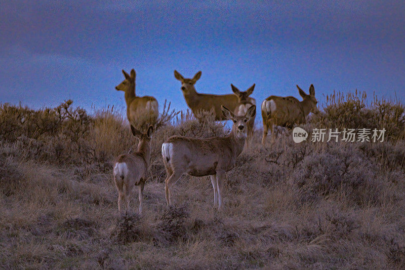 在蒙大拿州中部，黄昏时分，鹿群在山顶上放牧