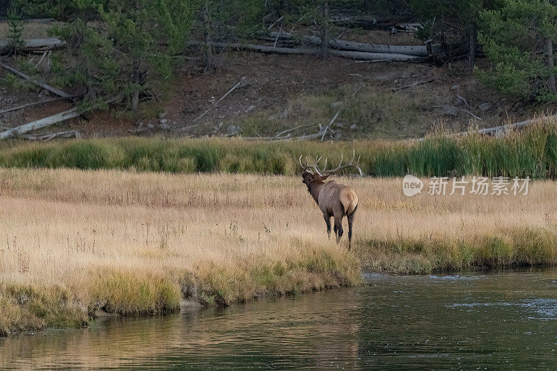 巨大的公麋鹿过河去围捕麋鹿牛