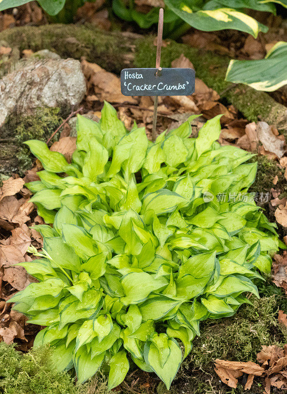 英国伦敦的Hosta“饼干屑”