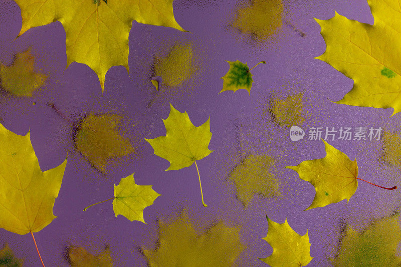 时尚的布局与秋天的枫叶在紫色的背景。
