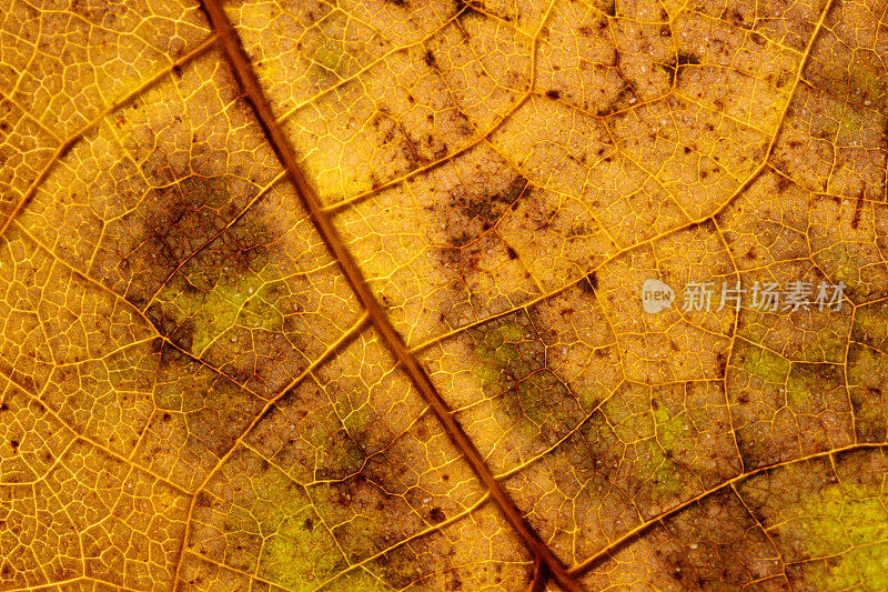 干燥的秋叶的叶脉图案