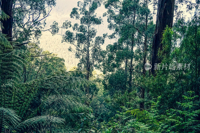 澳大利亚的热带雨林。