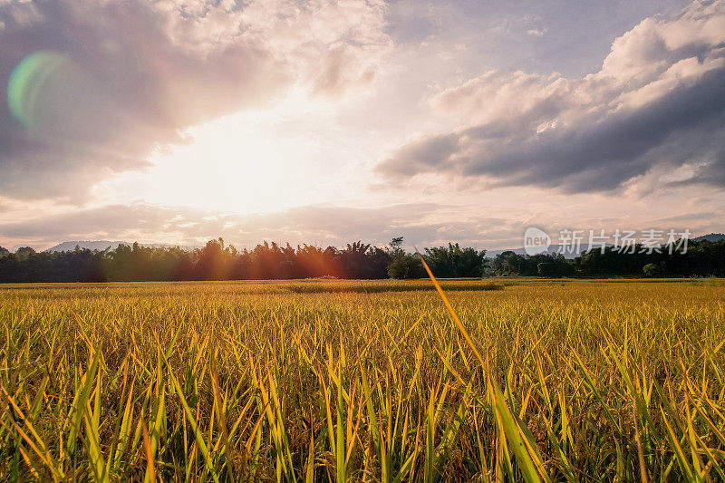 金色的稻田里有阳光的闪耀，成熟的稻田结合收割农田农田