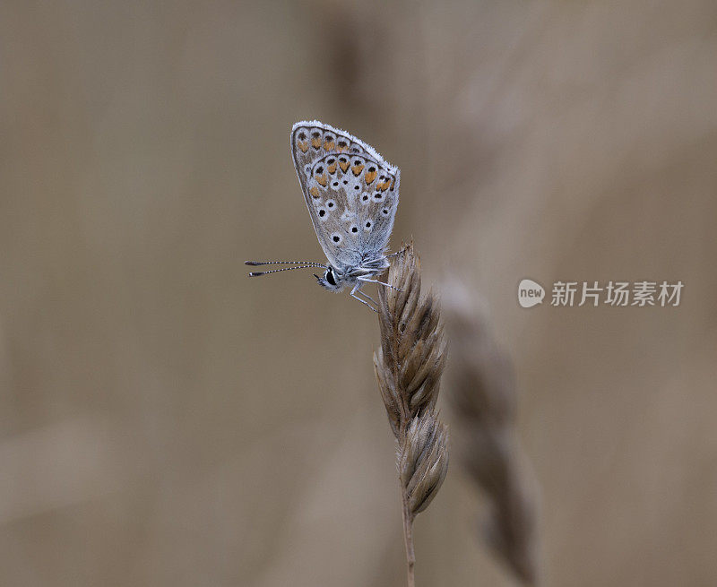 褐阿格斯蝴蝶