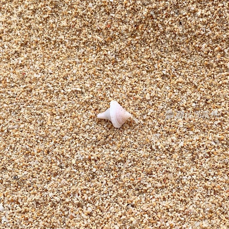 石垣岛海滩上的贝壳