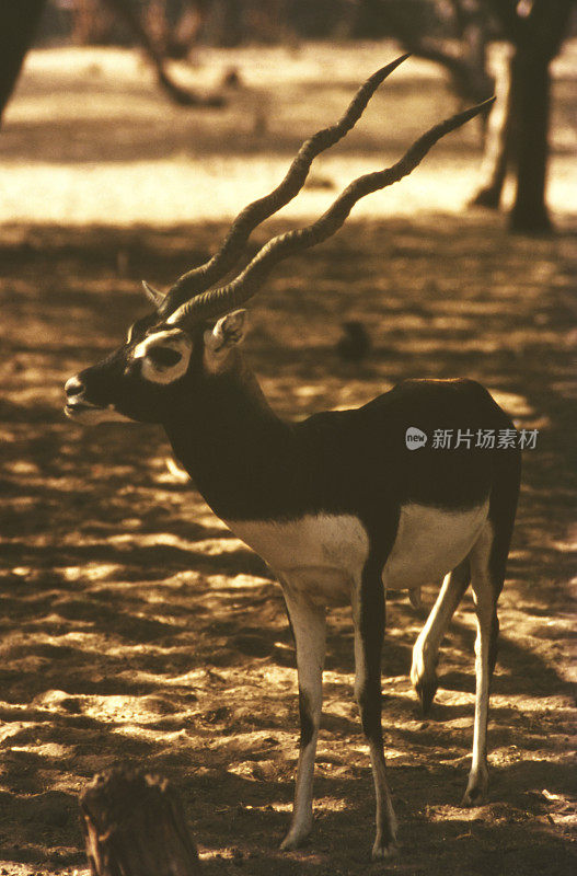 Animal-Blackbuck-Antelope。