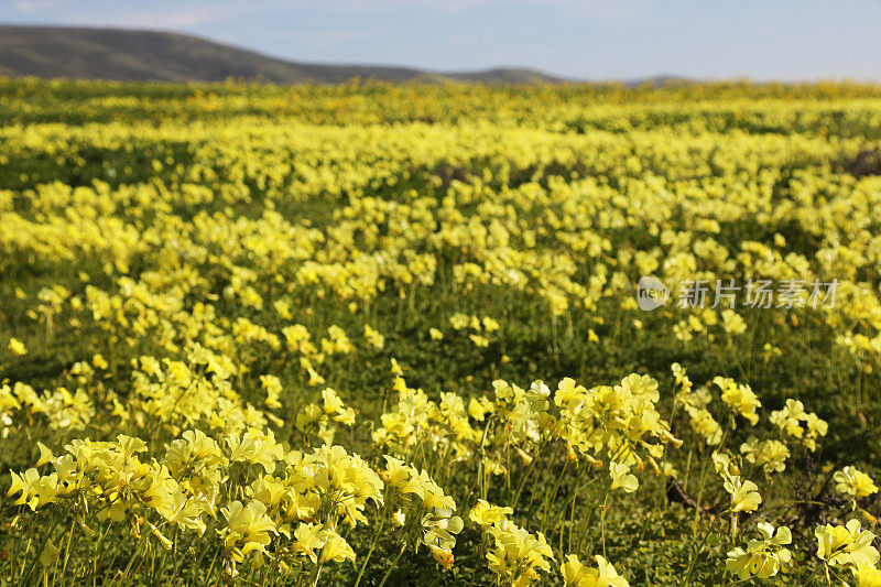 加利福尼亚的黄色野花