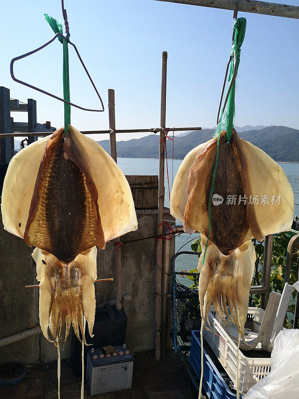 香港坪洲岛悬挂的鱿鱼