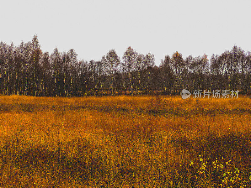 沼泽地里美丽的秋景。