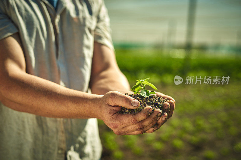 一个不知名的男人在农场里拿着一株植物