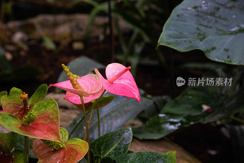 盛开的火烈鸟花粉红色的红掌