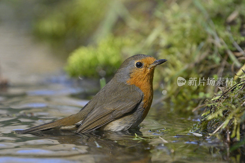 罗宾洗(红心rubecula)