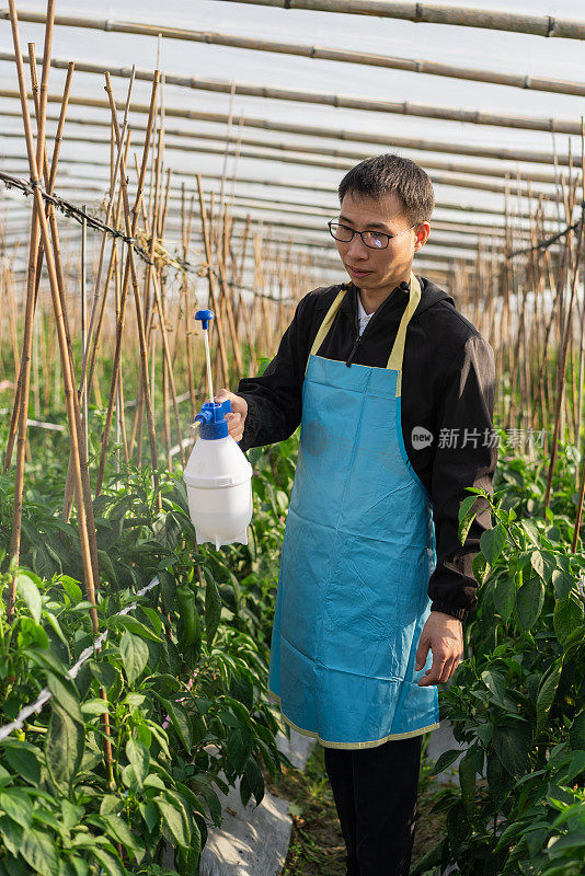 在蔬菜温室工作的农民