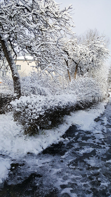 白雪覆盖的装饰绿色灌木丛户外，冬季特写