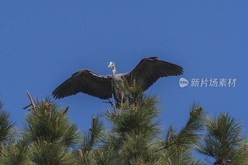 大蓝鹭栖息在松树上