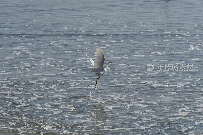 加利福尼亚，欧辛赛德，白鹭从冲浪板上起飞