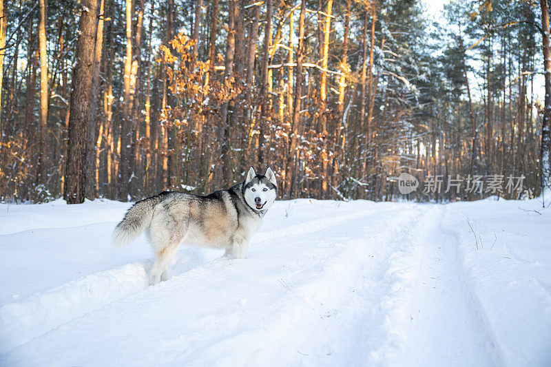 西伯利亚哈士奇站在冬天的森林里四处张望。