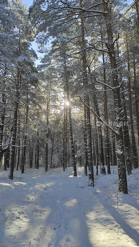拉脱维亚的春天阳光明媚，雪花飘飘。