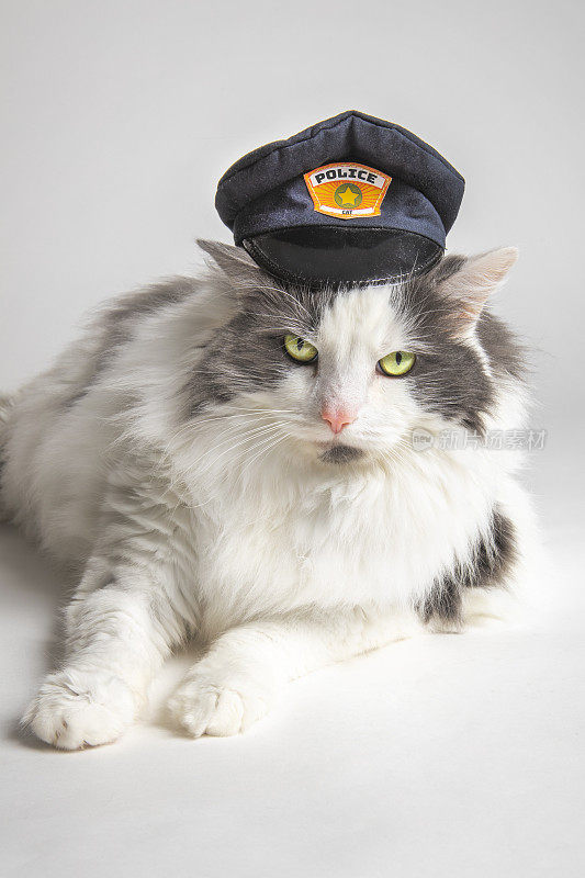 警察的猫