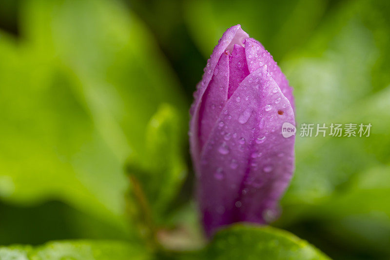 雨中的玉兰花