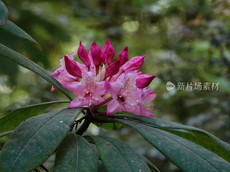 一个粉红色的小野花和绿叶的特写。