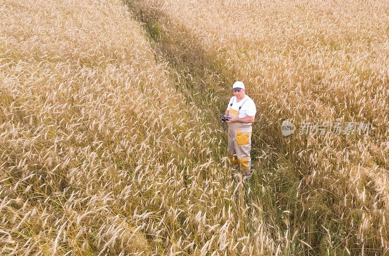 一名农民检查一片种植小麦的土地，在平板电脑上写下数据。