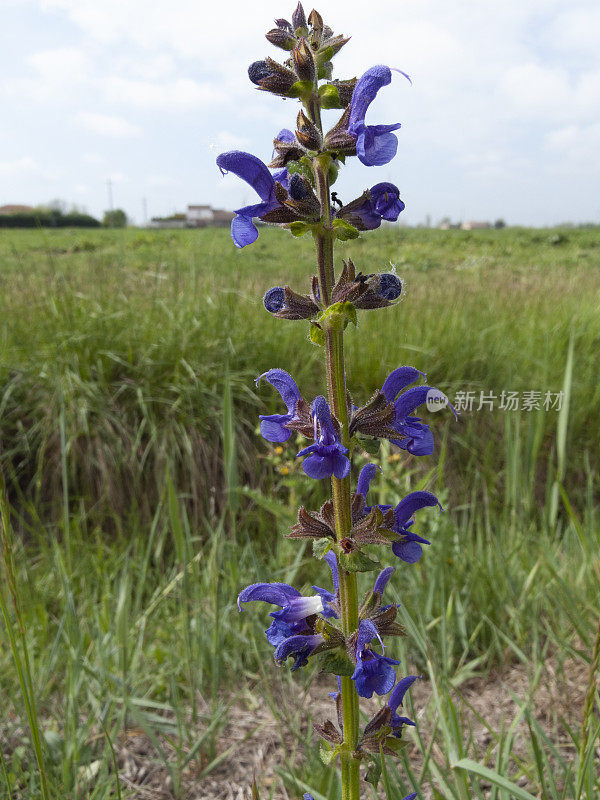 草甸鼠尾草（鼠尾草）