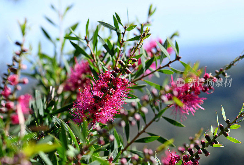 粉红色的澳大利亚本土瓶刷花