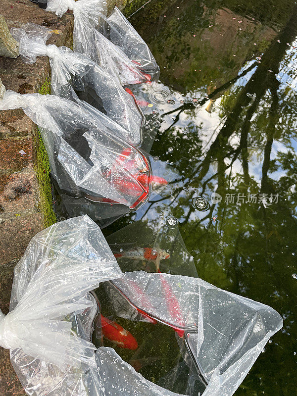 鱼池的形象，开放的，浮动的塑料袋的Calico图案的Shubunkins和锦鲤等待释放，上升的观点