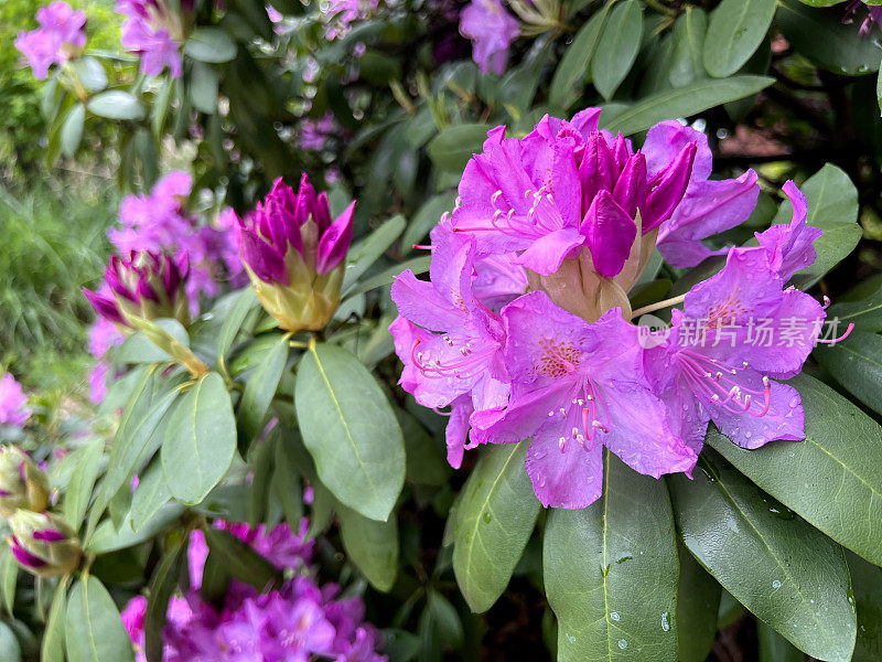 雨后盛开的杜鹃花