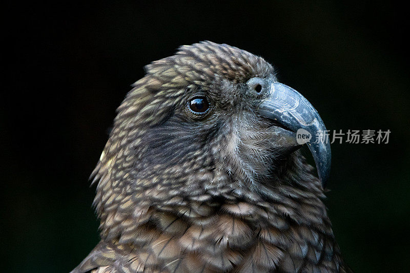 Kea鸟的特写肖像