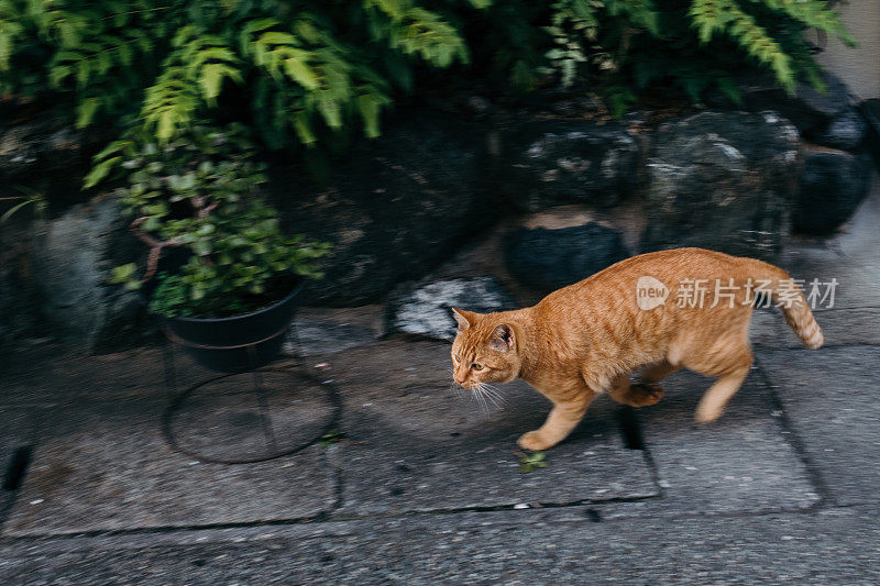 一只猫逃跑的图像