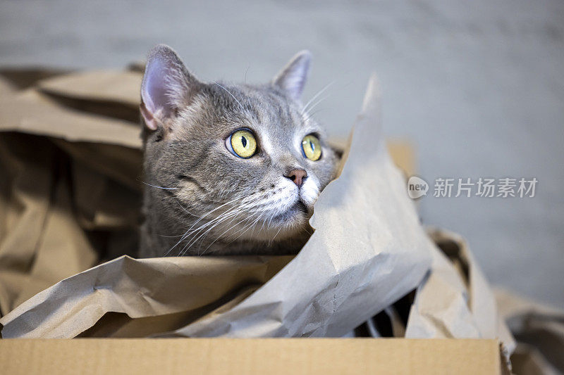 好奇的猫在纸箱里，跟着外面的声音。