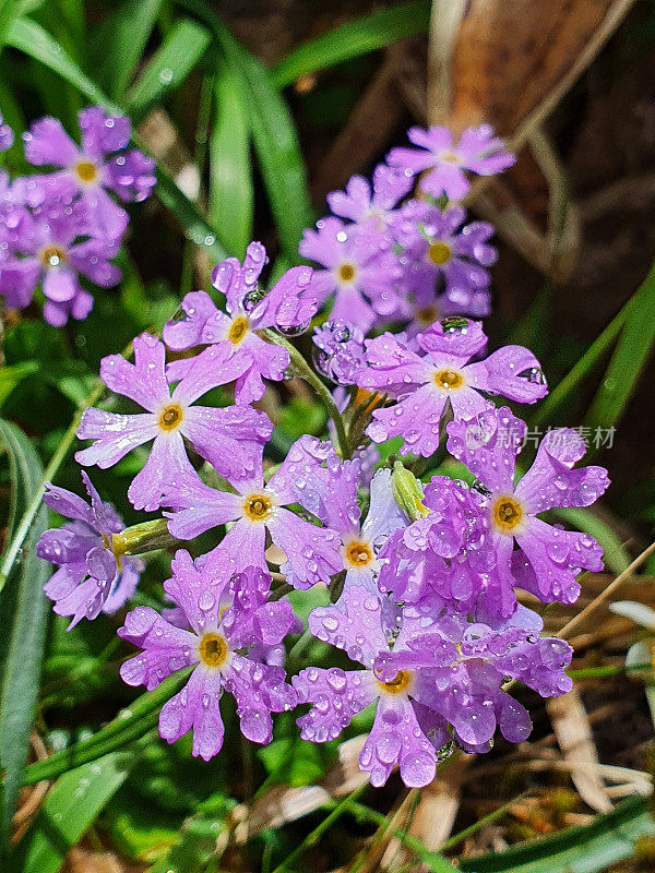 汉拿山国立公园的春天野花