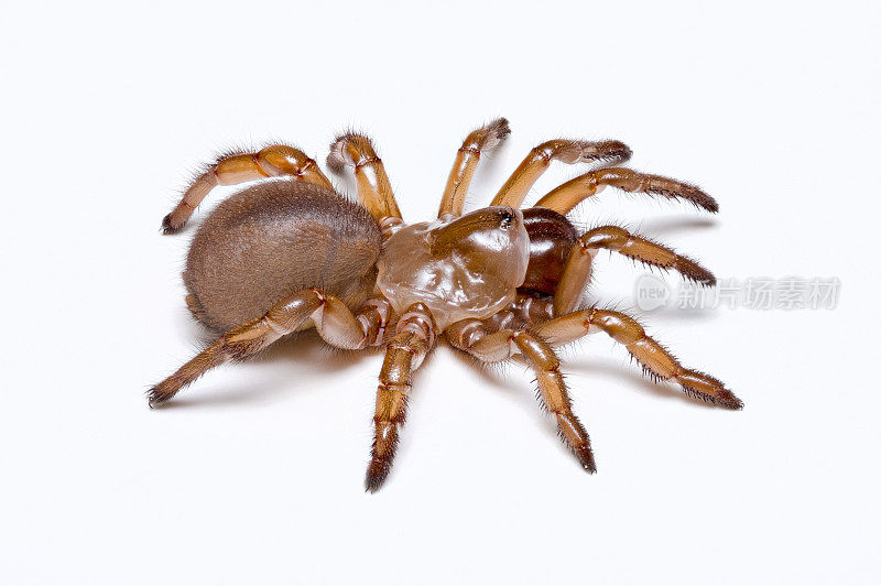 棕色地板门蜘蛛-极端的景深详细特写