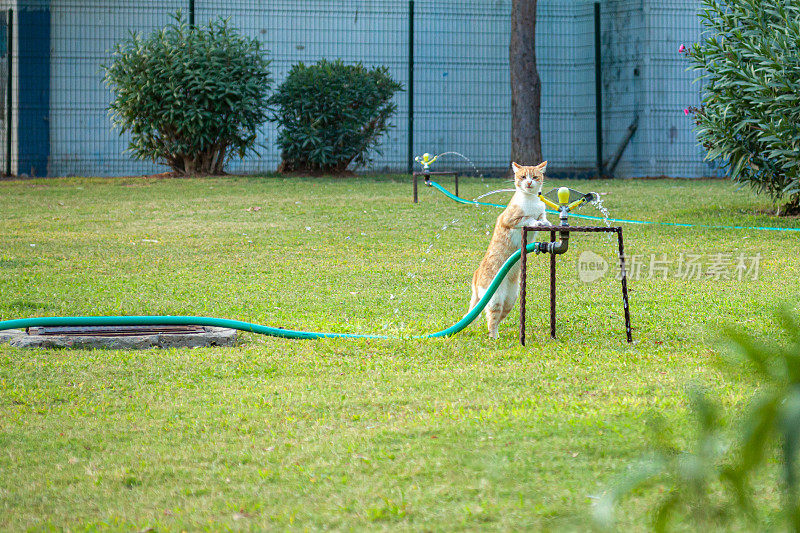 猫喝水