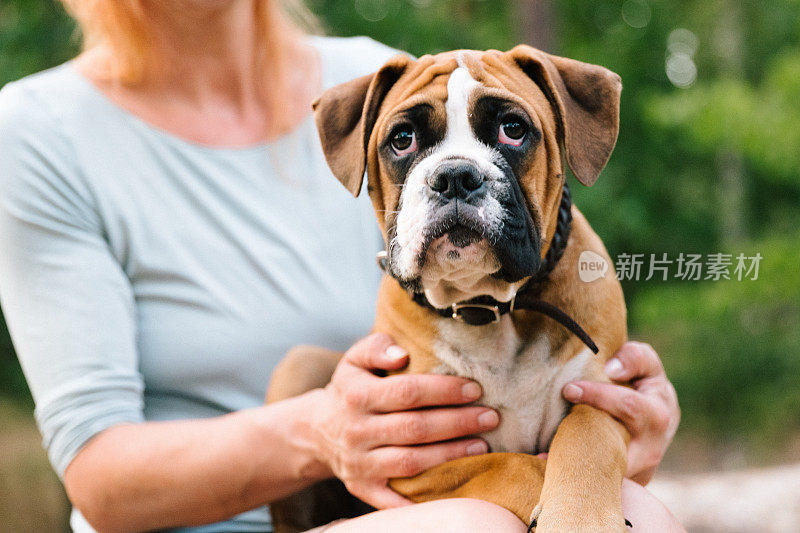 平角犬坐在母犬的腿上